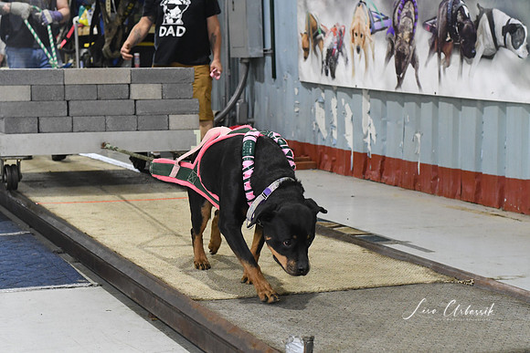 DSC_1271