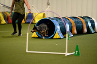 Blue Cattle Dog