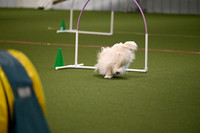 Maltese