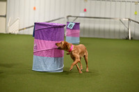 Red Dog, Smooth Coat, Thick Pink Collar