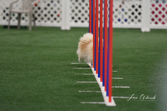 DigitalDSC_5231