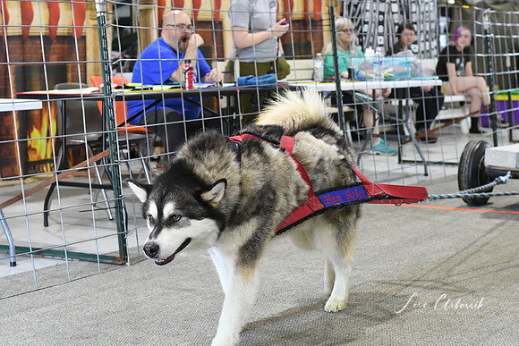 DSC_6229