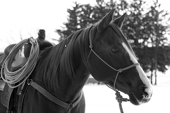 Engagement82