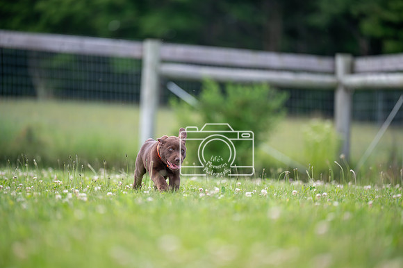 Billick (4)