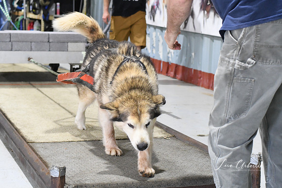 DSC_0342