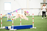 Novice Standard