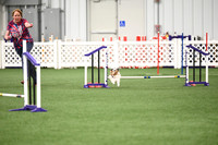 Excellent Master - Jumps with Weaves - 8 & 4