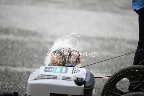 LMP_8109