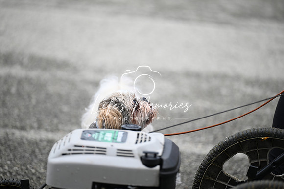 LMP_8113