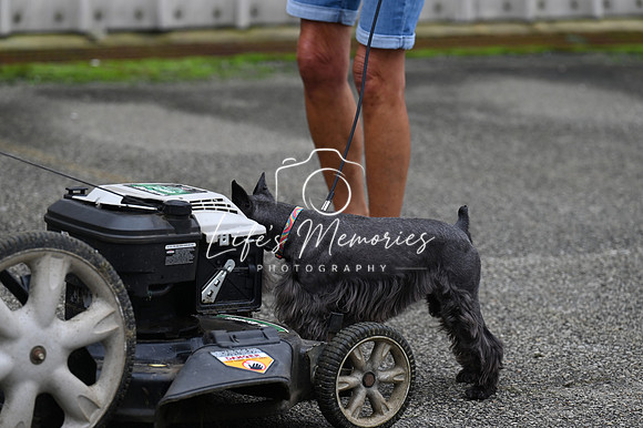 LMP_8234