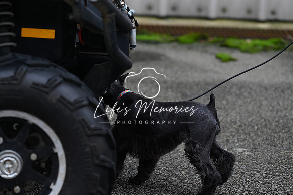 LMP_8241