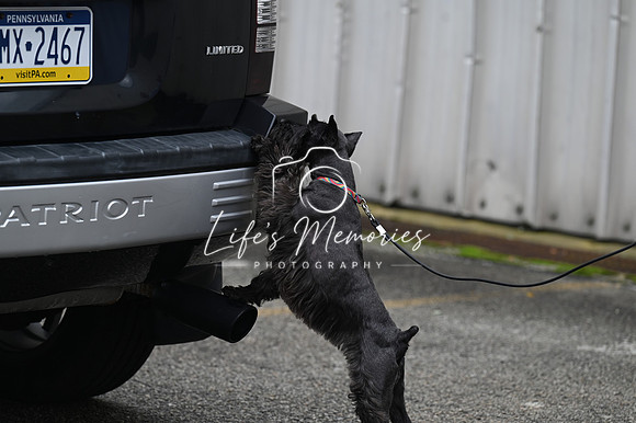 LMP_8290