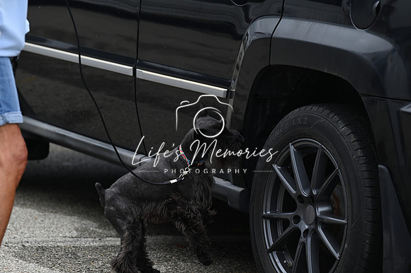 LMP_8305