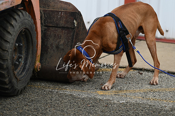 LMP_8655