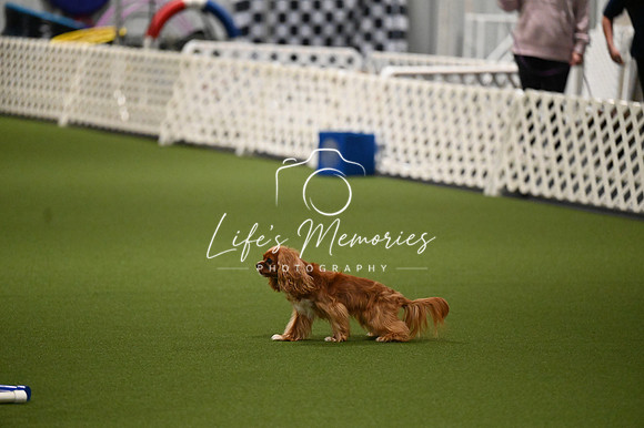 LMP_0739