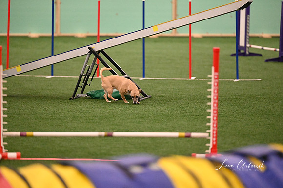 LMP_6560