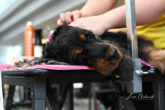 DSC_2268