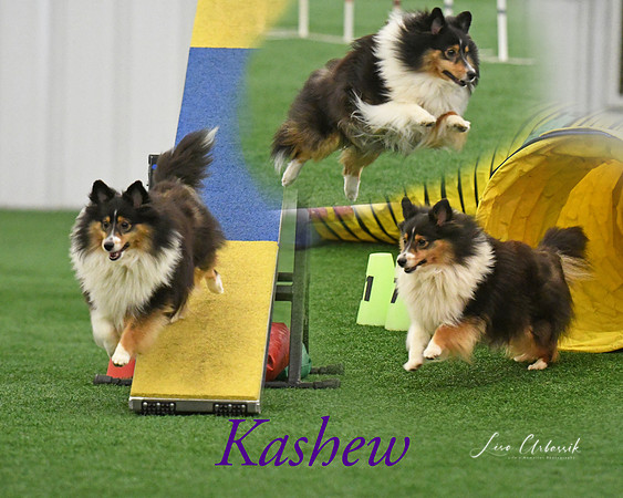 Kashew