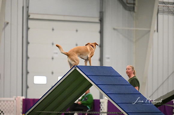 LMP_2981