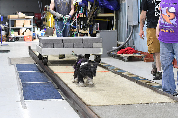 DSC_0537