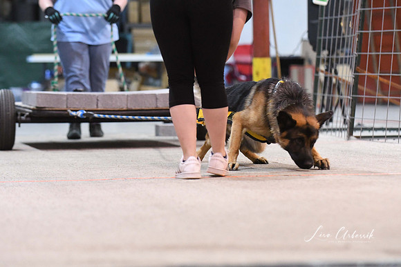 DigitalDSC_8100