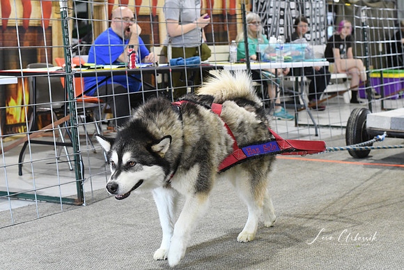 DSC_6228