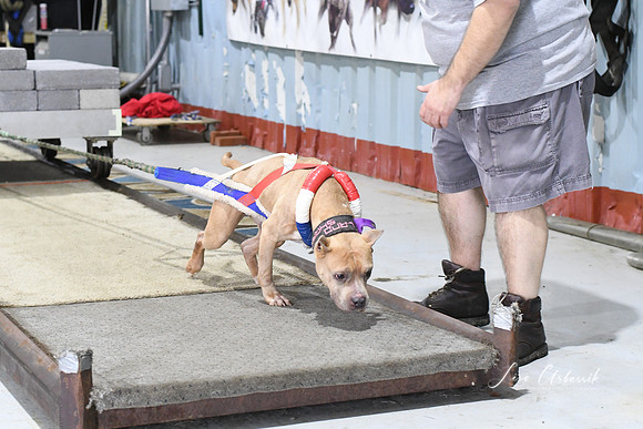 DSC_0662