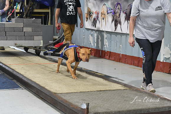 DSC_1919