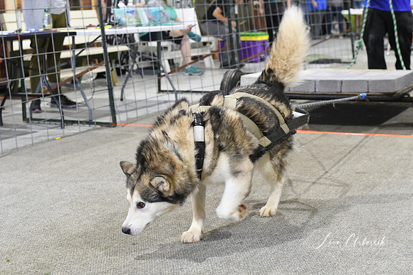 DSC_5339